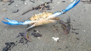 Blue Crab Callinectes Sapidus Jamaica [upl. by Tyika673]