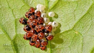 extreme macro from Halyomorpha halys stink bug eggs 1 mm find the focus [upl. by Tekcirk]