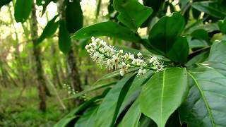 Beautiful Rhododendron Flower In Woodland [upl. by Nnyloj]