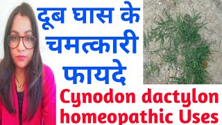 Cynodon dactylon  दूर्वा  दूब  हरियाली घास के औषधीय गुण  Cynodon dactylon Homeopathic  दूब घास [upl. by Krystal]