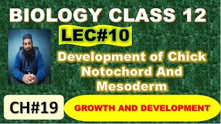 Development of Chick I Notochord And Mesoderm I Chapter 19 I Growth and Development I Lec 10 [upl. by Dolphin]