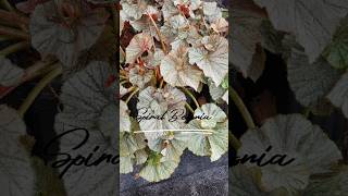 begonia spiral begonia plants garden plantlovers shorts shortfeed shortvideo [upl. by Ettenot288]