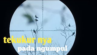 Hunting  tekukur m burung emprit berburu petualang [upl. by Almeta]