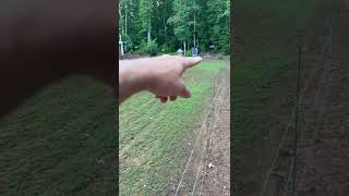 Seed Renovation Update  Seeded Zenith Zoysia  20 Day Update [upl. by Ainwat]