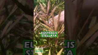 EUSTRALIS STELLATA quotVERY STRONG VERY PURPLEquot WILD AQUARIUM PLANT For Sale [upl. by Whitelaw]