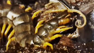 Scolopendra Cingulata VS Bug [upl. by Llertnod]