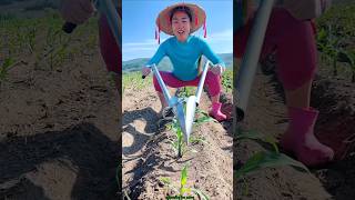 Amazing Seedling Planting Tool for Rural Farmer  Modern Agriculture shorts tool youtubeshorts [upl. by Htebizile]