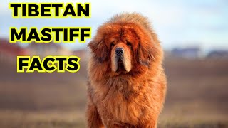 Tibetan Mastiff  Top 10 Interesting Facts [upl. by Wilscam390]