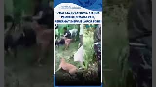 Viral Majikan Siksa Anjing Pemburu Secara Keji Pemerhati Hewan Lapor Polisi puji [upl. by Girardo280]