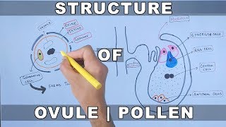 Structure of Ovule and Pollen [upl. by Htinnek]