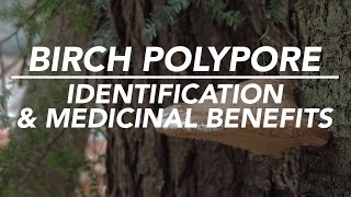 Birch Polypore — Mushroom Identification amp Medicinal Benefits with Adam Haritan [upl. by Naras]