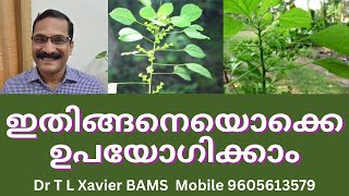 കുപ്പമേനി  Revealing the Secrets of this Herb for Fractures [upl. by Yelkcub900]