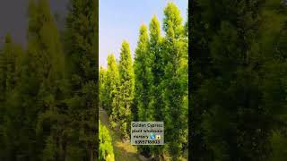 Golden Cypress plant wholesale nursery 😱gajraulanursery golden flowers art 🌎green trees 🔥 [upl. by Aerdua]