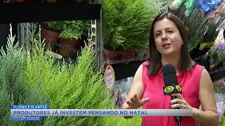 Produtores já investem em flores e plantas para o Natal [upl. by Camella]