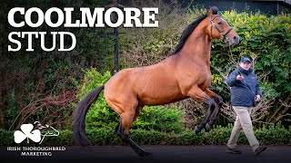 ITM Irish Stallion Showcase 2021  Coolmore Stud [upl. by Baugh408]