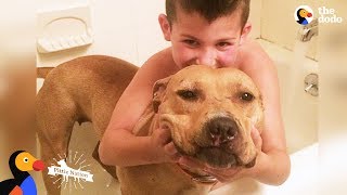 Pit Bull Rescued From Dog Fighting Is The Best Big Sister  KARMA  The Dodo Pittie Nation [upl. by Bing]