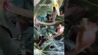 Atenção 👀​👀​ begonia begonias begoniaplant plantas plant flores plants [upl. by Oinotla]