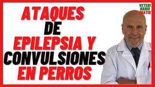 🔴 Ataques de EPILEPSIA y CONVULSIONES en Perros Mayores y Viejos 🔴 Causas Síntomas y Tratamiento [upl. by Drofnas]