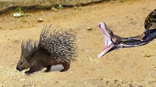 This Snake Was Doomed Rare Animal Fights Caught on Camera [upl. by Yssis]