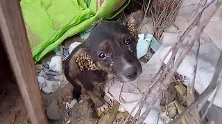 Alone lost and scared the orphaned puppy struggles with thousands of ticks in his ears [upl. by Esertap]