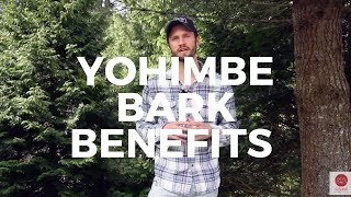 Yohimbe Bark Benefits FatBurning Energy Aphrodisiac [upl. by Ynafets]