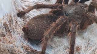 Tarantula cervatillo asiático gigante Chilobrachys hihuani cuidados y demás sobre la especie [upl. by Madriene]