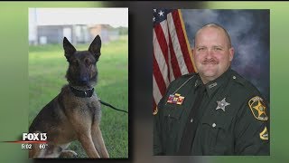 Polk County deputy forced to shoot kill colleagues police dog after bite [upl. by Zeuqcaj]