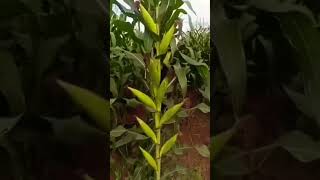 اور اللہ کی کون کون سی نعمت کو جھٹلاؤ گےpakistani viralvideo corn villagelife [upl. by Nyasuh]