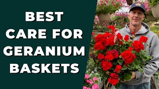 Best GERANIUM Care for Baskets  How to Clean Up amp Care for Geraniums [upl. by Posner]