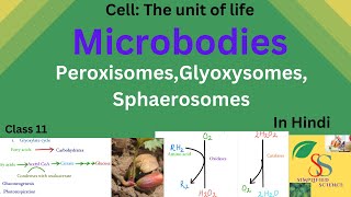 Microbodies PeroxisomesGlyoxysomesSphaerosomesClass11in Hindi [upl. by Yekciv]