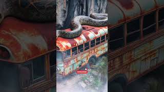 Travel Exploring  Python on Bus  Amazon Jungle shorts amazing nature [upl. by Edals434]