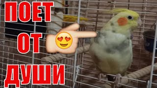 Попугай Корелла поет от души Corella the parrot sings [upl. by Wesley902]