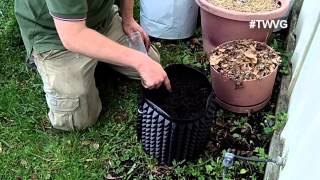 Growing Bush Cucumbers in a Container [upl. by Asimaj]