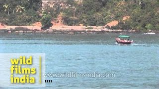 Rare sight of dolphins in Mandovi River in Goa [upl. by Nairde345]