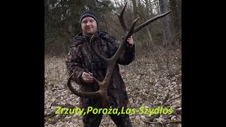 Wielki Zrzut Jelenia 375KGLeśny Rekonesans Poradnik użytkownika lasuHuge red deer antler [upl. by Donnelly]