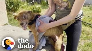 Rescued Threelegged Dog Completely Transforms Once He Is Safe  The Dodo [upl. by Zeus]