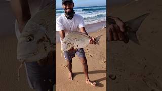 Throwback To Last Year This Time  Natal Stumpnose Caught in Durban fishing durban southafrica [upl. by Nahshu]