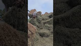 Final inspection before the hay leaves our farm [upl. by Necyla500]