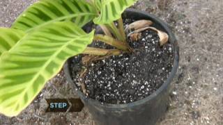 How to Revive a Dying Plant [upl. by Yblek]