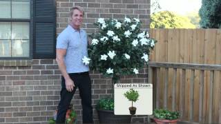 Cottage Farms Double Blooming Gardenia Patio Tree with Dan Wheeler [upl. by Kippie]