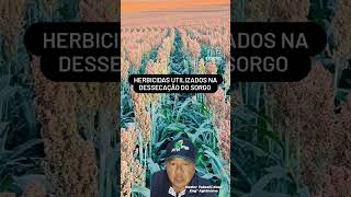 HERBICIDAS UTILIZADOS PARA DESSECAÇÃO NO SORGO agrontk [upl. by Celine302]