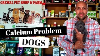 Calcium Problem in Dogs  Labrador Puppy  Bhola Shola [upl. by Mccreary]