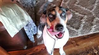 correcting behavior with a Catahoula [upl. by Handel]