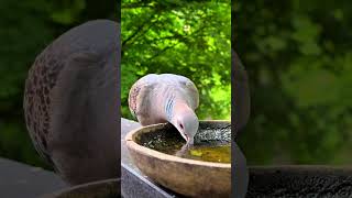 The fat bird went to the garden to drink water birdswaterbirds birds shorts [upl. by Aleen]