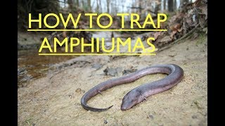 How to catch AMPHIUMAS in minnow traps [upl. by Hoffer]