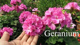 Geranium Plant  Geranium Flower Plant Care  How To Grow Geraniums in Pots [upl. by Sonia]