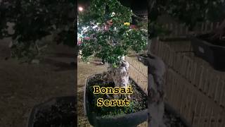 Bonsai Serut di Kalongan Expo putuayubnakbali bonsai bonsaiindonesia bonsaiserut bonsaitrees [upl. by Anitnatsnok]