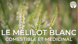 Mélilot blanc  les propriétés culinaires médicinales et les risques [upl. by East]