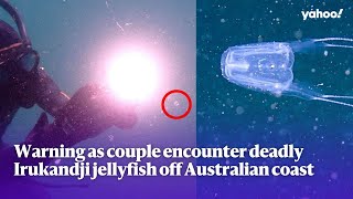 Warning as couple encounter deadly Irukandji jellyfish off Australian coast  Yahoo Australia [upl. by Oriana]