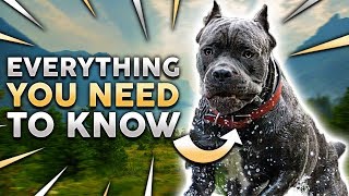 Cane Corso 101 Everything You Must Know About Owning a Cane Corso Puppy [upl. by Carolin532]